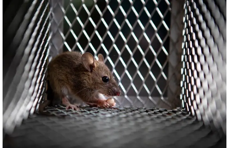 mice exterminator in Toronto