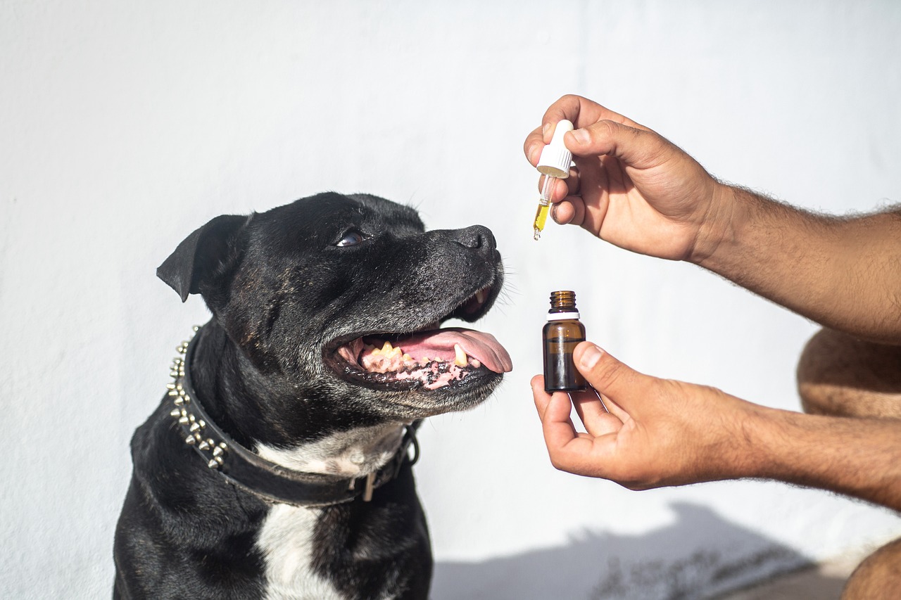 Top 10 CBD Oil for Dogs with General Discomfort in Colorado