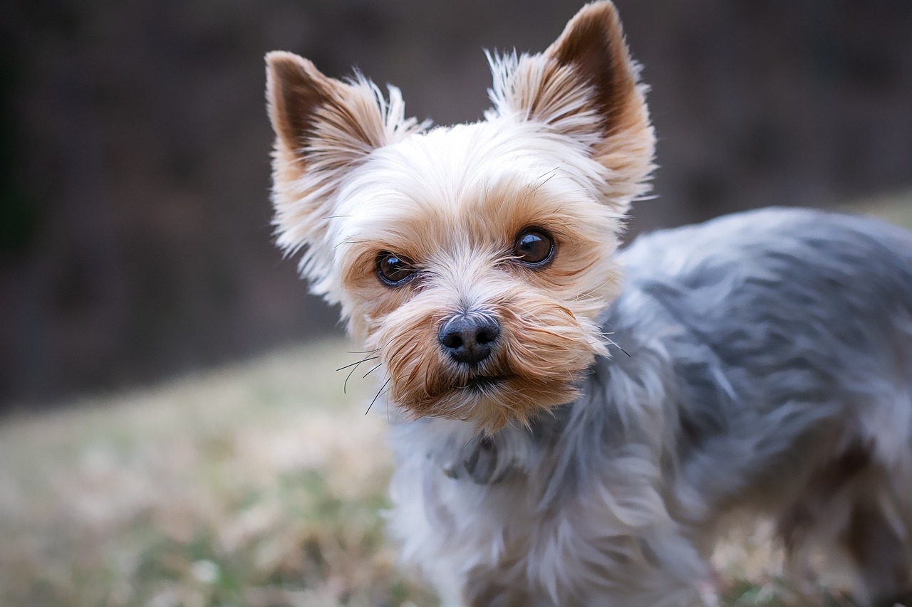 How Does a Dog Behavior Expert Witness Impact Legal Cases?
