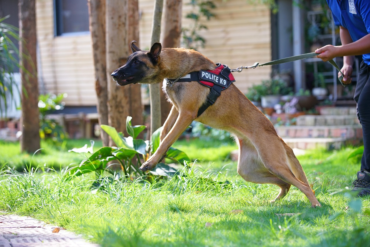 Why You Should Consult A Dog Bite Prevention Expert For Better Safety?