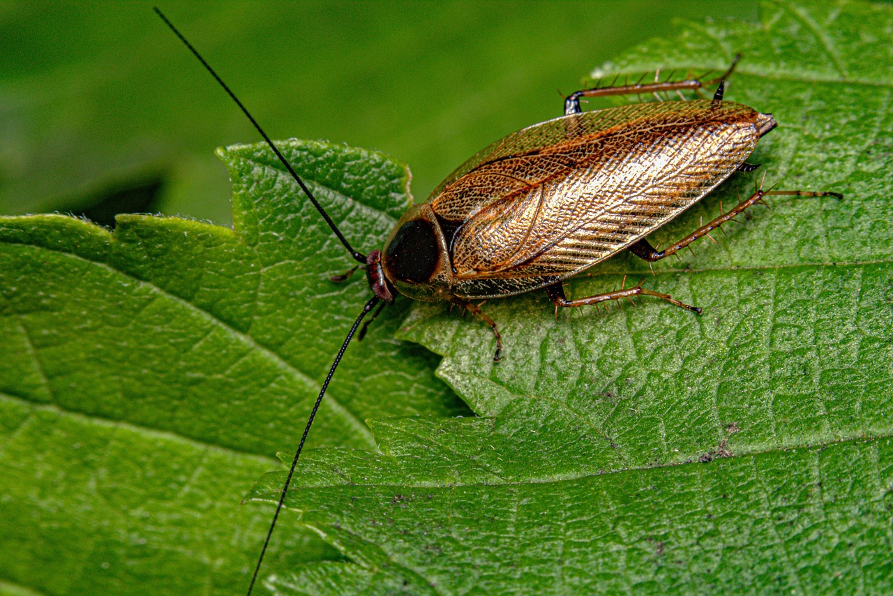 Why Diy Cockroach Control Often Fails And When To Call An Expert?