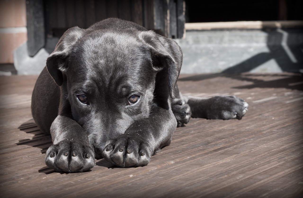 Setting Up An Effective Dog Poop Disposal System For Pet