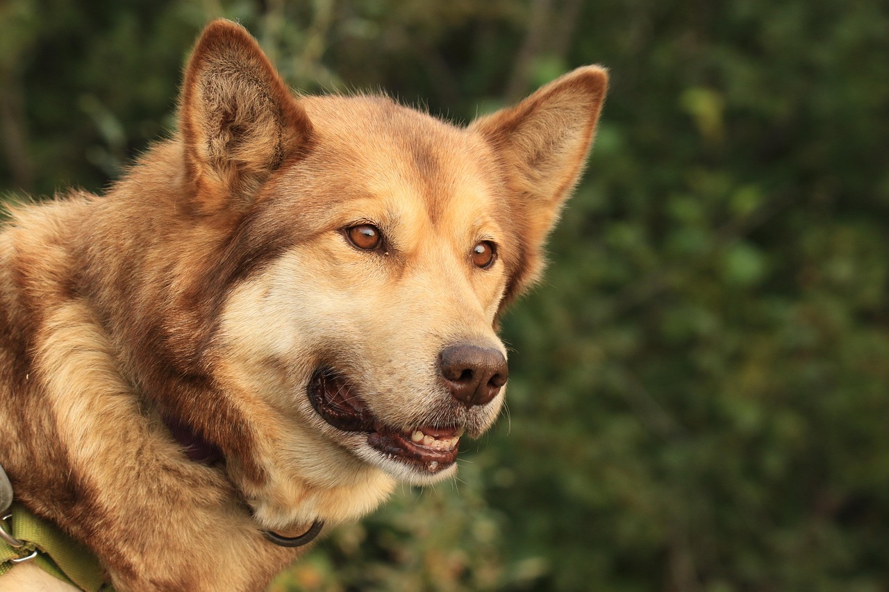 Why Alaska or Three Start PET Preforms Are Preferred by Leading Manufacturers?