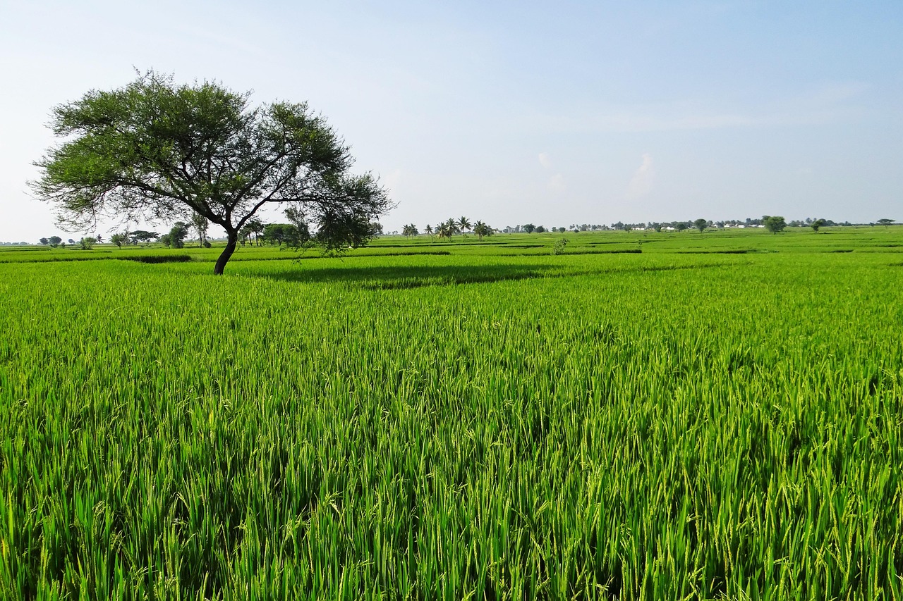 Export rice from India: Step-by-step process explained