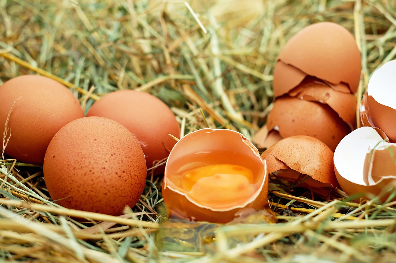 The Complete Guide to Egg Donation for Intended Parents in San Diego in 2026