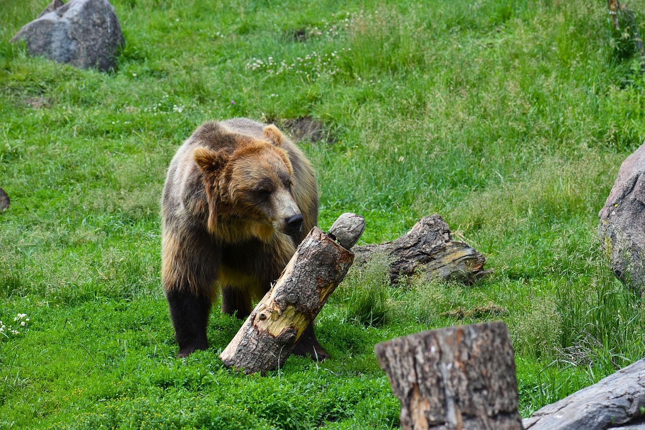 Family-Friendly Big Bear One Night Cabin Rentals: What to Look For?