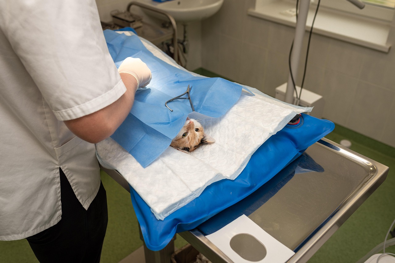 Choosing an ENT Specialist: What to Actually Ask Before Your First Visit