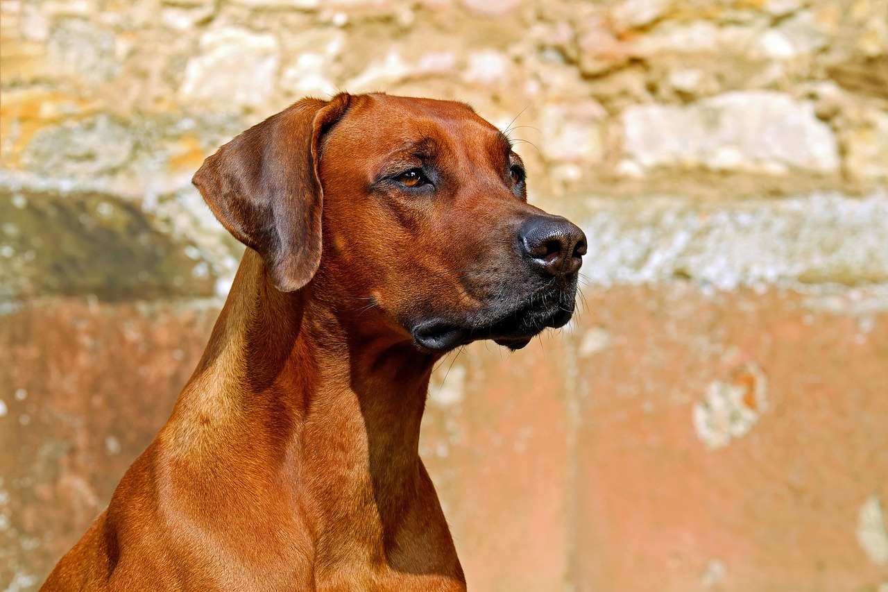 How Dog Behavior Expert Witnesses Help Resolve Disputes?