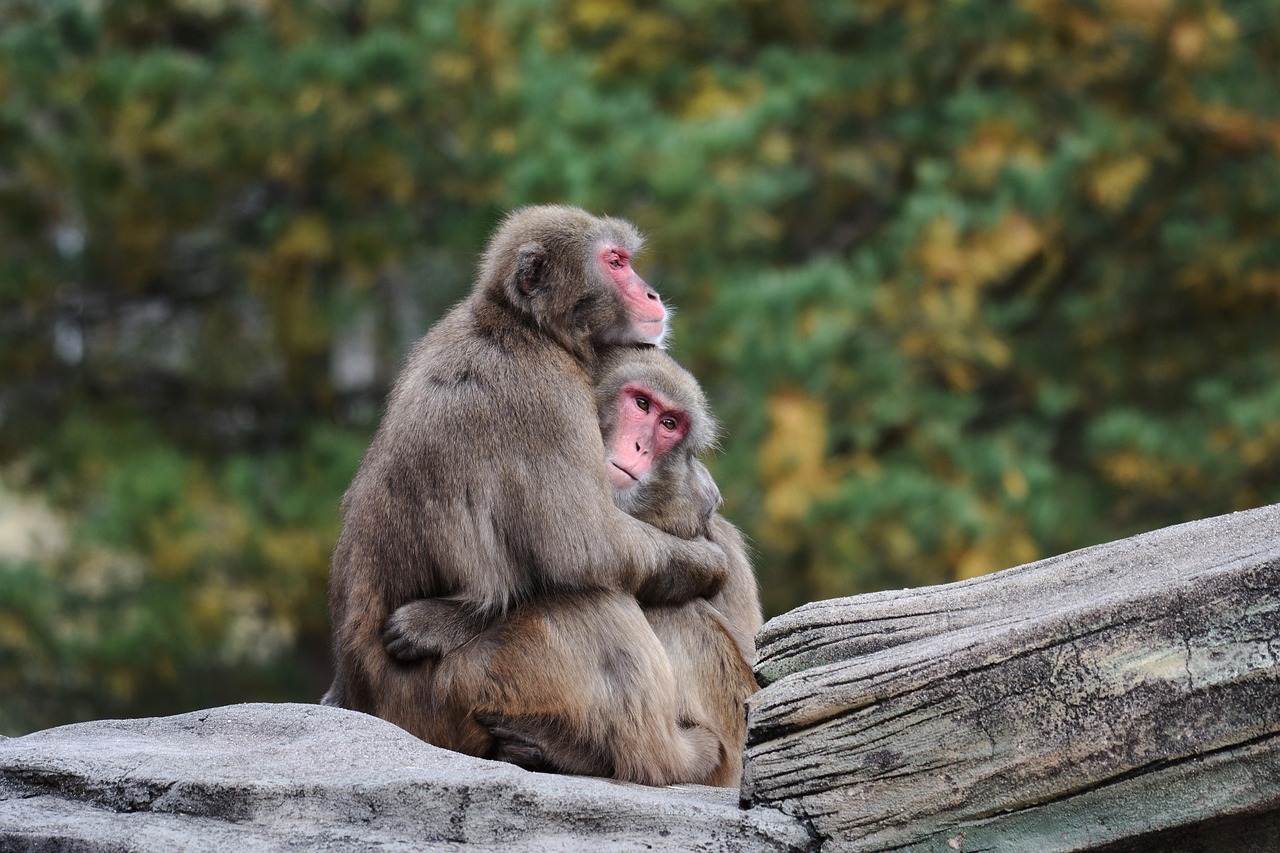 How Professional Cuddling Helps Restore Emotional Balance?