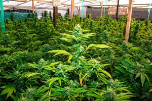 Cannabis