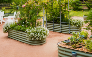 galvanized raised beds