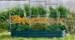 galvanized raised beds