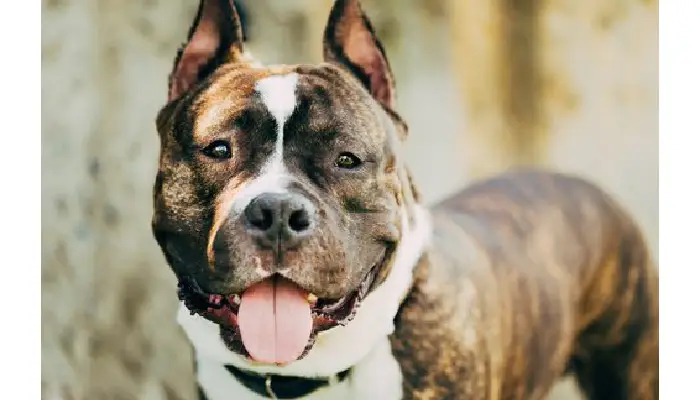 Dog bite prevention expert