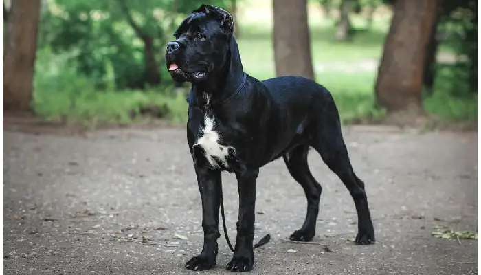 Dog bite prevention expert