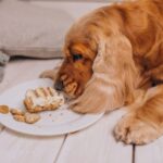 Best Omega 3 for Dogs: Benefits, Types, Dosage & Buying Guide